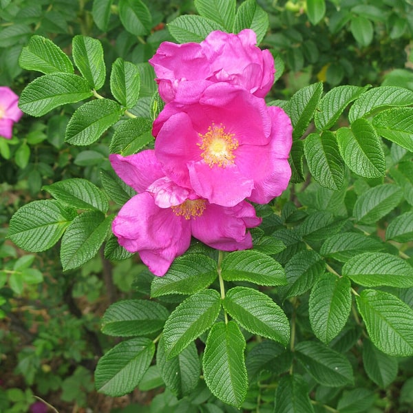 Pink Rose