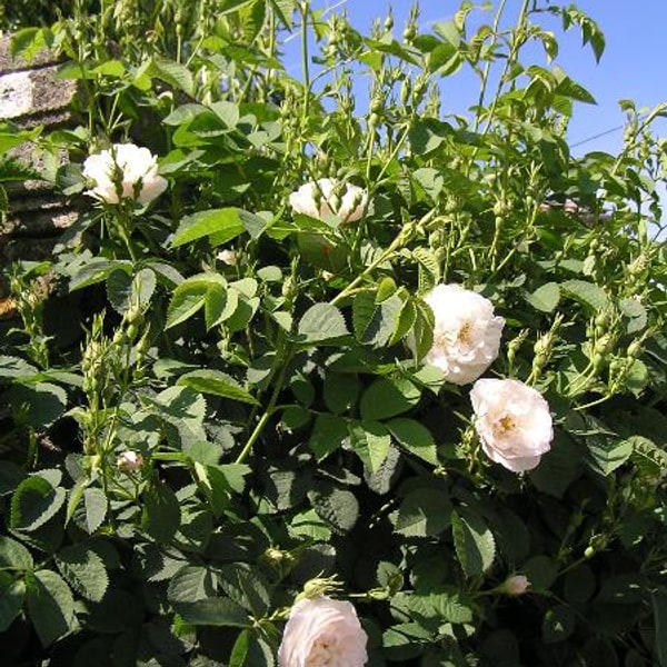 White Rose