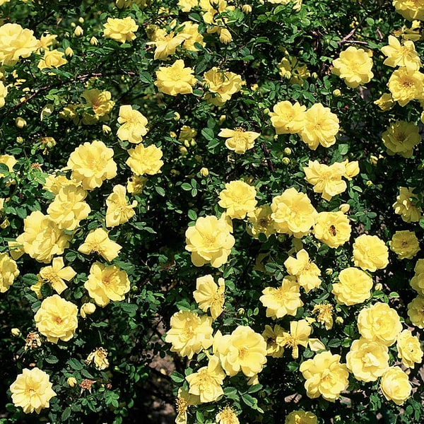 Yellow Rose