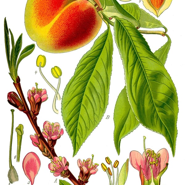 Peach Rose