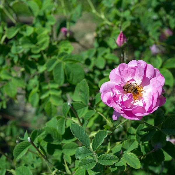 Damask Rose