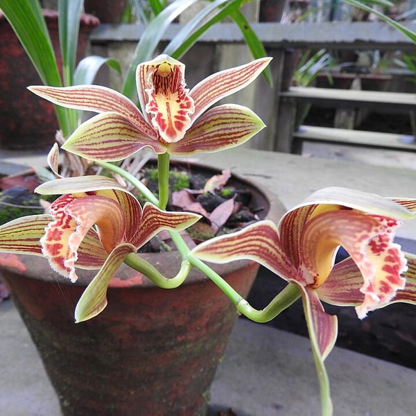 Cymbidium Orchid