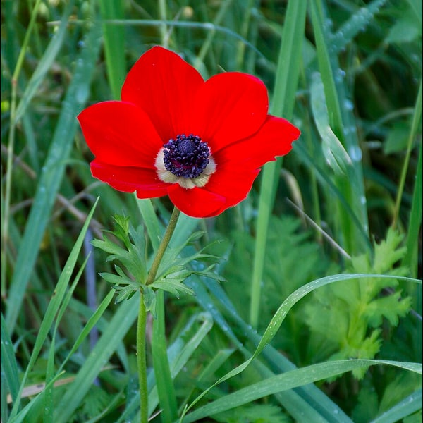 Anemone