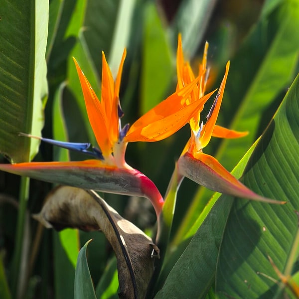 Bird of Paradise