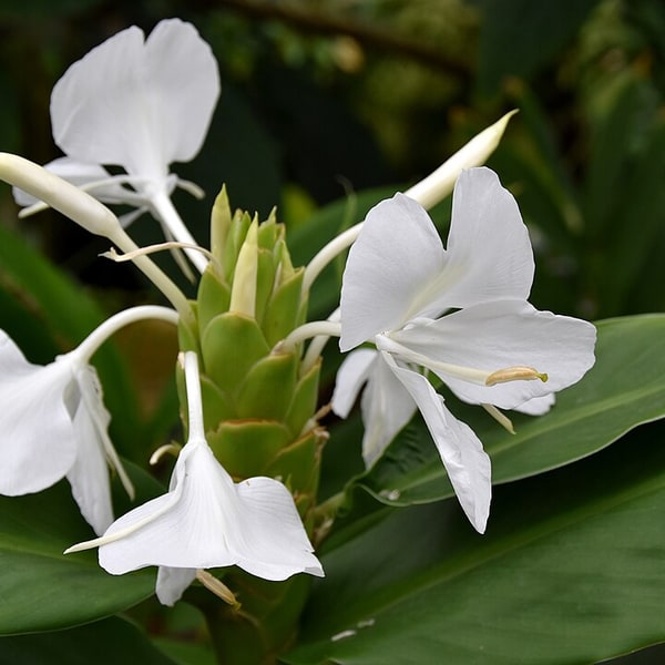 Ginger Lily