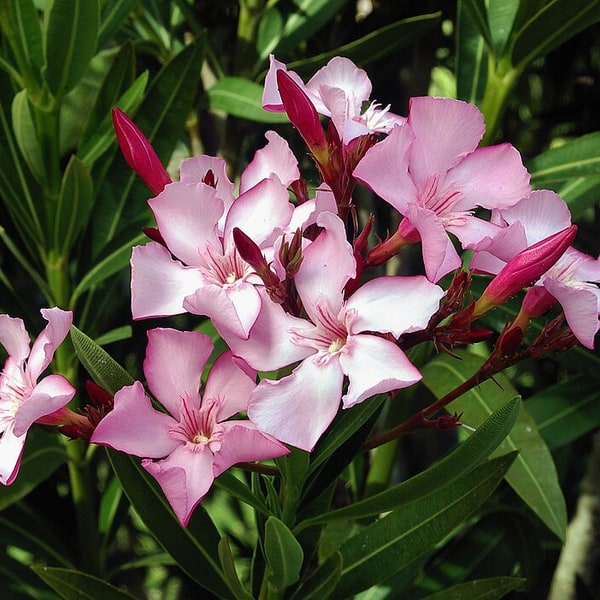 Oleander