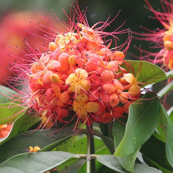 Ashoka Flower