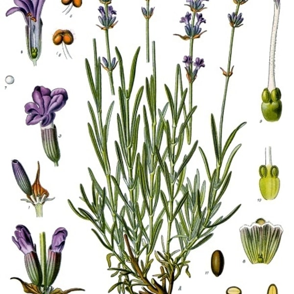 Lavender