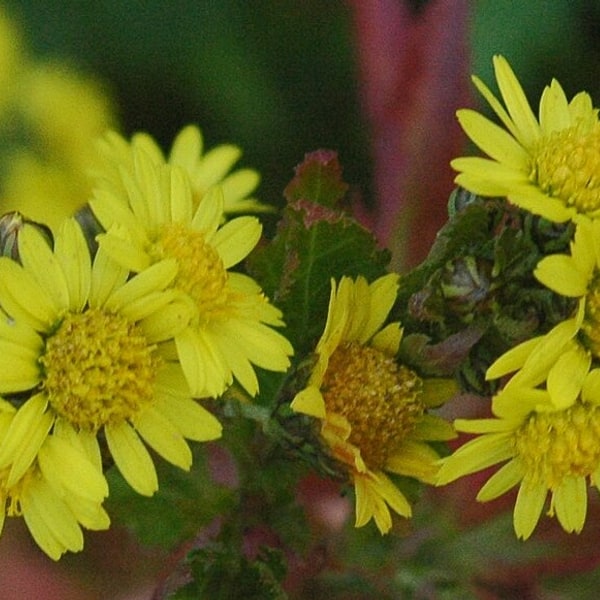 Chrysanthemum Pompon