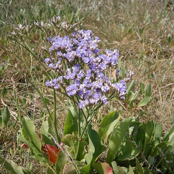 Limonium