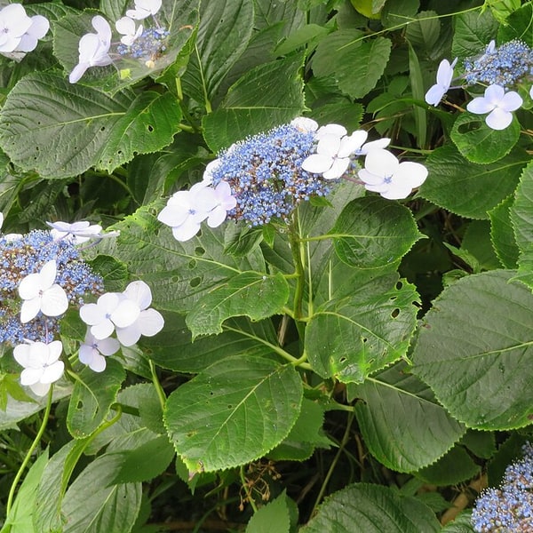 Hydrangea